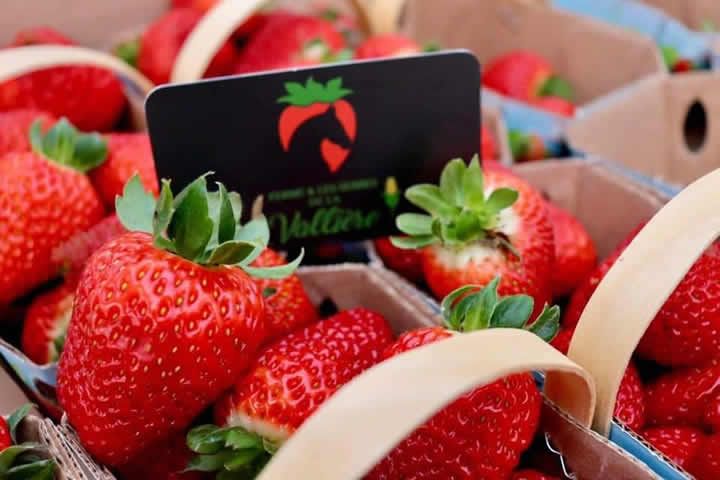 Strawberry production seeing strong improvements under dynamic LED lighting