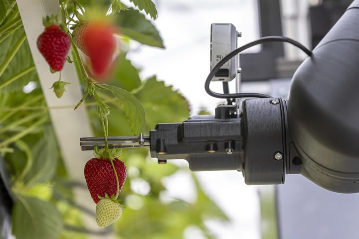 Strawberry Harvesting Robot– Ripe for the Future