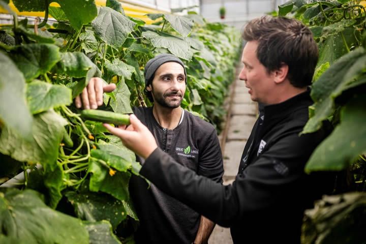 Great Lakes Greenhouses Enhances Cucumber Production with Philips GreenPower LED toplighting and GrowWise Control Systems