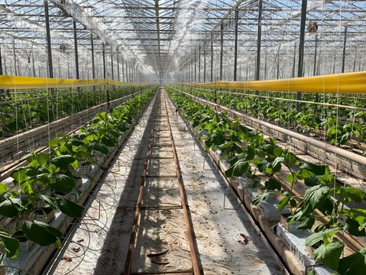 Maximizing Commercial Greenhouse Profits Through High-Value Crop Selection