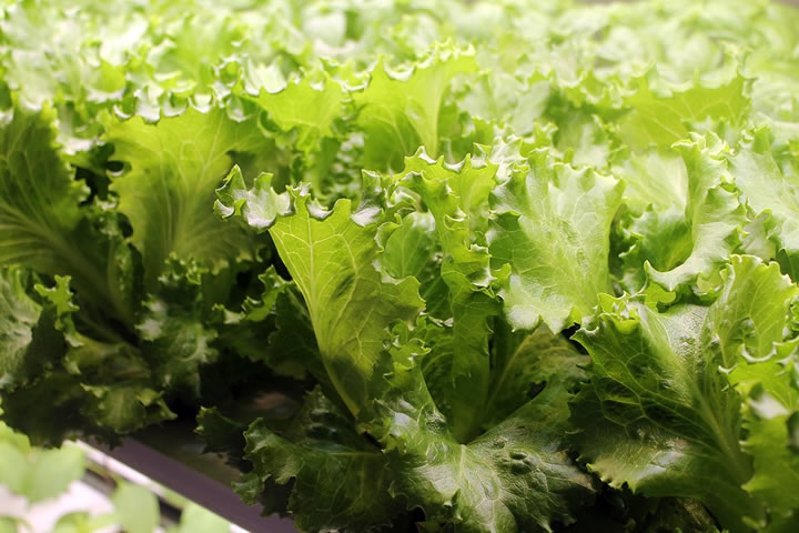 Hydroponic lettuce growing in a controlled climate container farm.